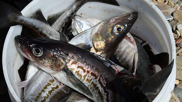 Росрыболовство отметило снижение потребления рыбы в стране