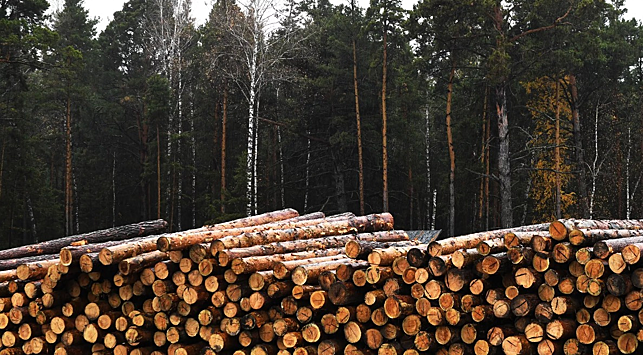 Вывоз российского леса за рубеж резко упал